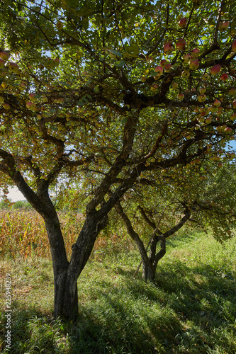 Apple trees ready to harvest