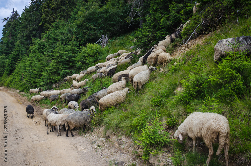 flock of sheep in pasture flock of sheep in pasture