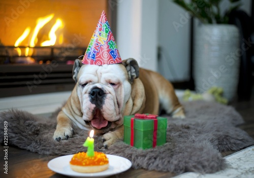  party pooper - english bulldog with birthday party hat laying beside chocolate cupcake  photo