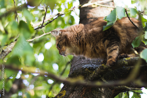 Cat in Tree