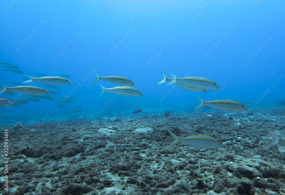 Fototapeta premium Background Blue Underwater in Ocean with School of Yellow Striped Fish with Copy Space