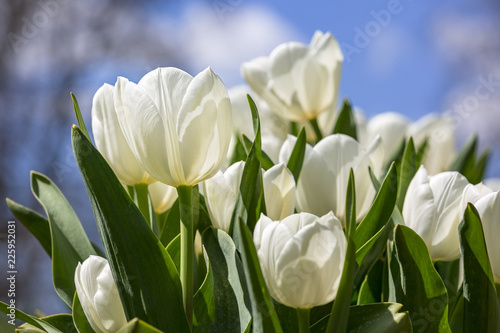 Tulips in the Spring sunlight