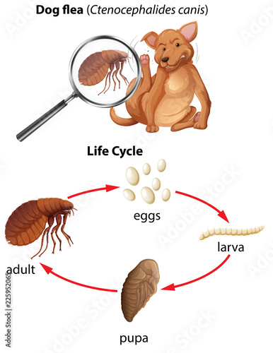 A life cycle of dog flea