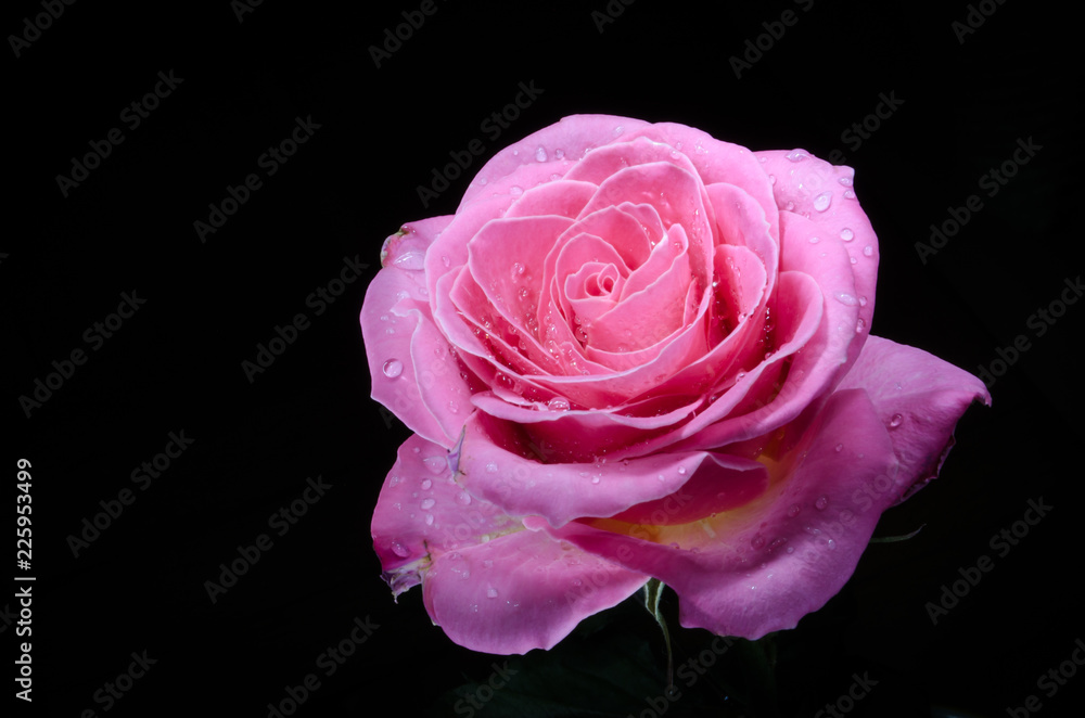 Pink rose with drops of dew on black background. Pink rose with drops of dew on black background.