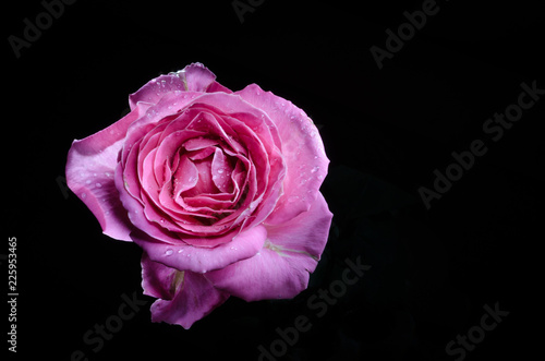 Pink rose with drops of dew on black background.