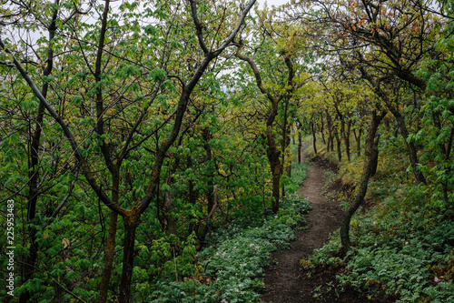 Trail Going Through a Scrub Oak Forest in Utah