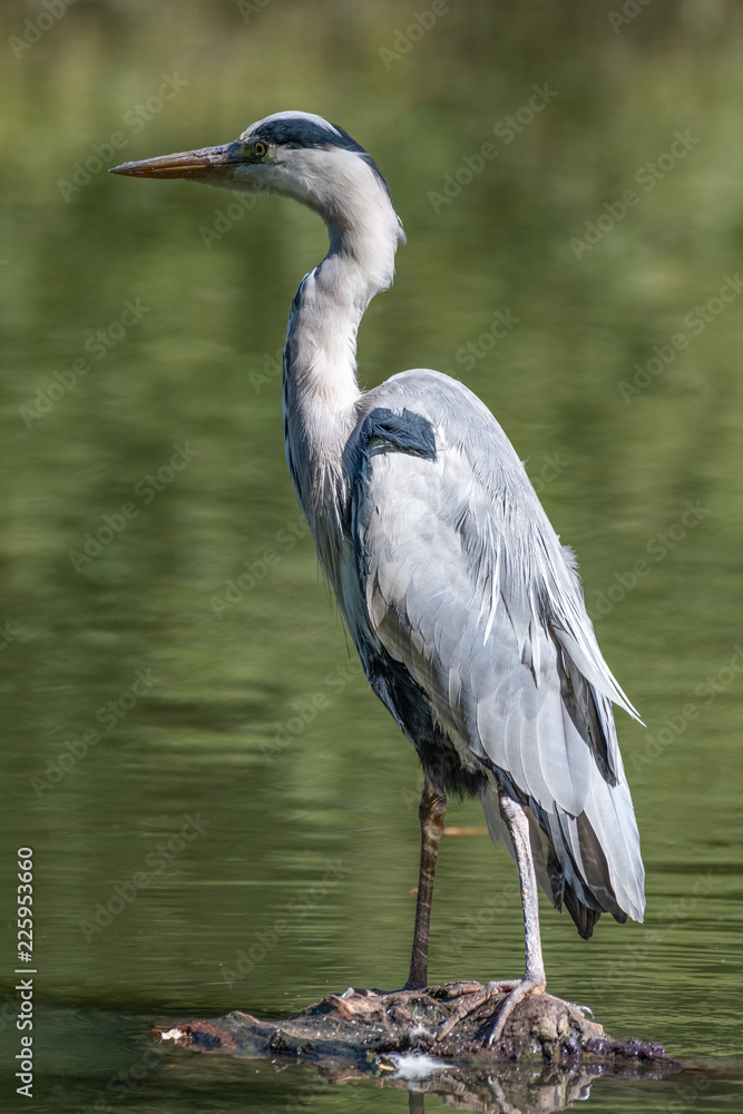 Fototapeta premium Grey Heron (Ardea cinerea)