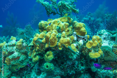 Coral reef with exotic fish in the Caribbean