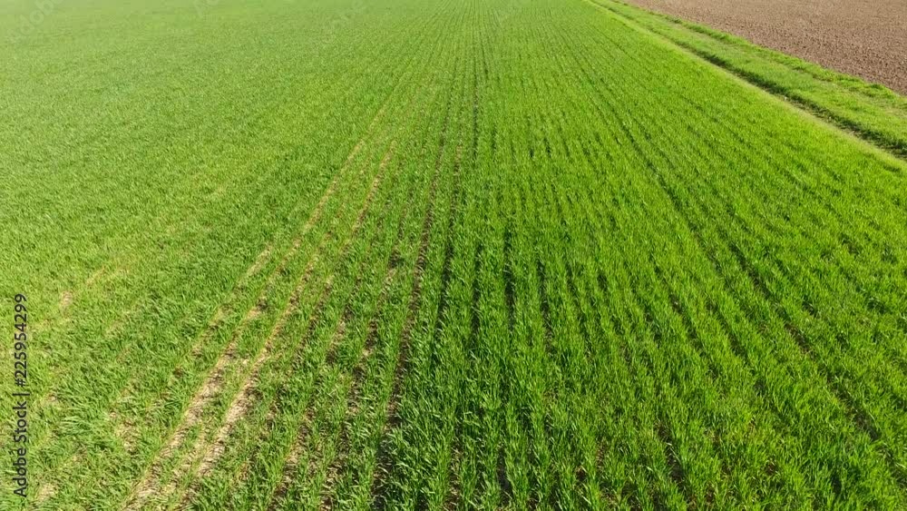 A field of young corn. Corn sprouts. A field in spring with growing green corn A field of young corn. Corn sprouts. A field in spring with growing green corn