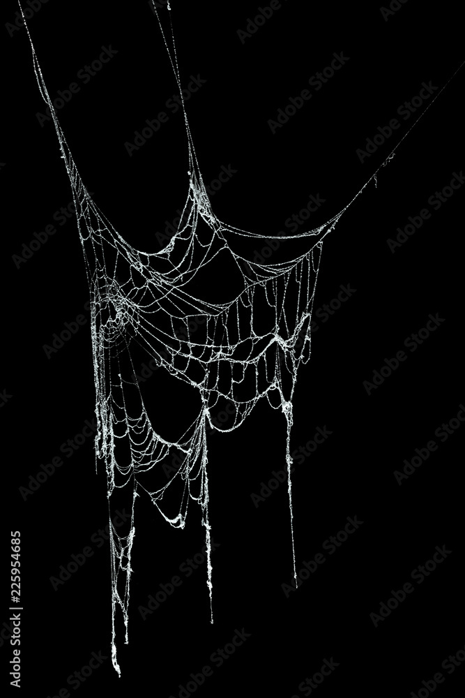 Obraz premium Real frost covered spider web isolated on black