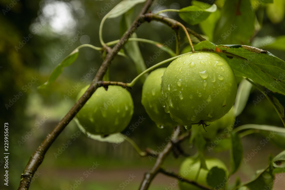 Green apples on a branch with water drops Green apples on a branch with water drops