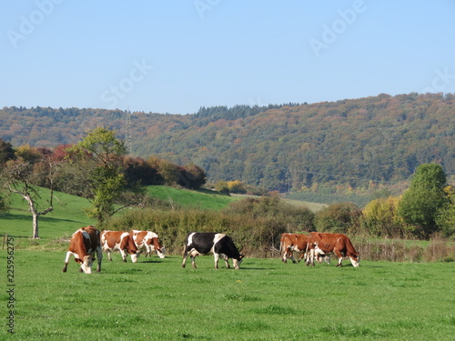 Cows grazing in green pasture in autumn