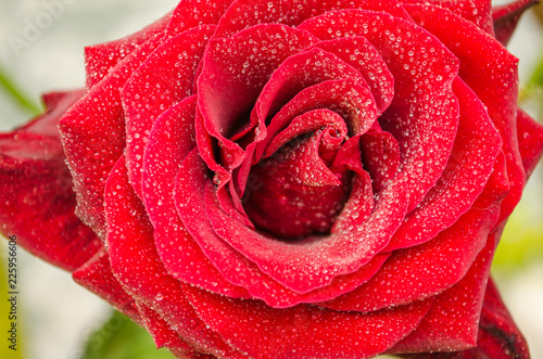 Fototapeta Naklejka Na Ścianę i Meble -  Red rose with drops of dew on light background.