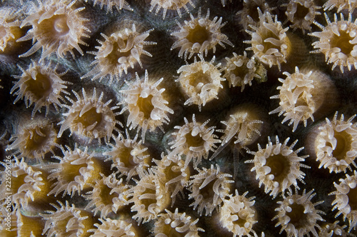 Open polyp on coral reef at Bonaire Island in the Caribbean