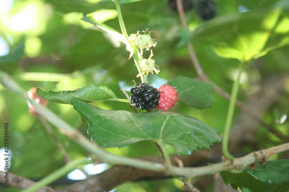 framboesa em um arbusto - raspberry on a bush framboesa em um arbusto - raspberry on a bush