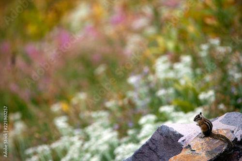 Yellow Pine Chipmunk, Mount Rainier National Park, WA, USA. 