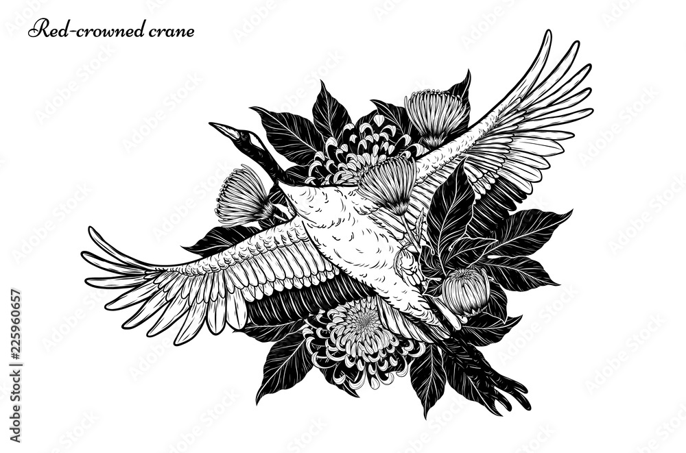Obraz premium Red-crowned crane with Chrysanthemum vector by hand drawing.Beautiful bird on white background.Grus japonensis art highly detailed in line art style.Chinese bird for tattoo or wallpaper.