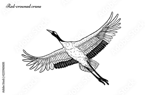 Red-crowned crane vector flying  by hand drawing.Beautiful bird on white background.Grus japonensis art highly detailed in line art style.Chinese bird for tattoo or wallpaper.