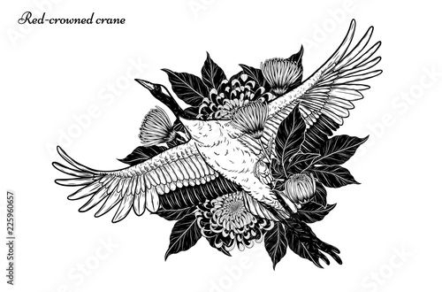 Red-crowned crane with Chrysanthemum vector by hand drawing.Beautiful bird on white background.Grus japonensis art highly detailed in line art style.Chinese bird for tattoo or wallpaper.