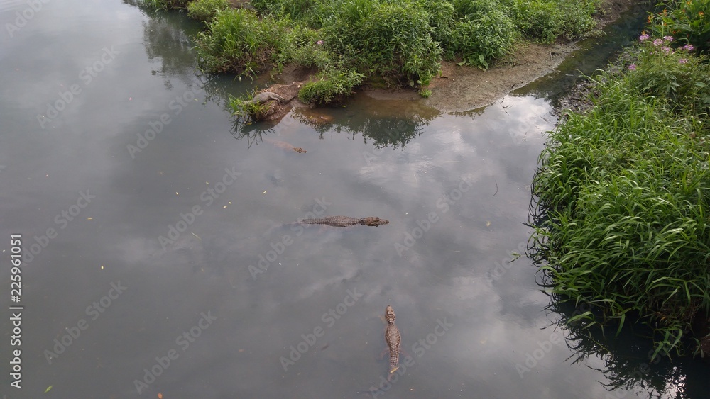 Alligators in the river Alligators in the river
