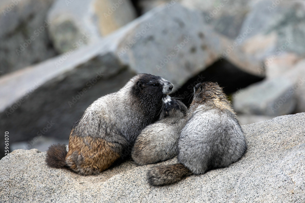 Naklejka premium Hoary Marmot, Mount Rainier National Park, WA, USA. 