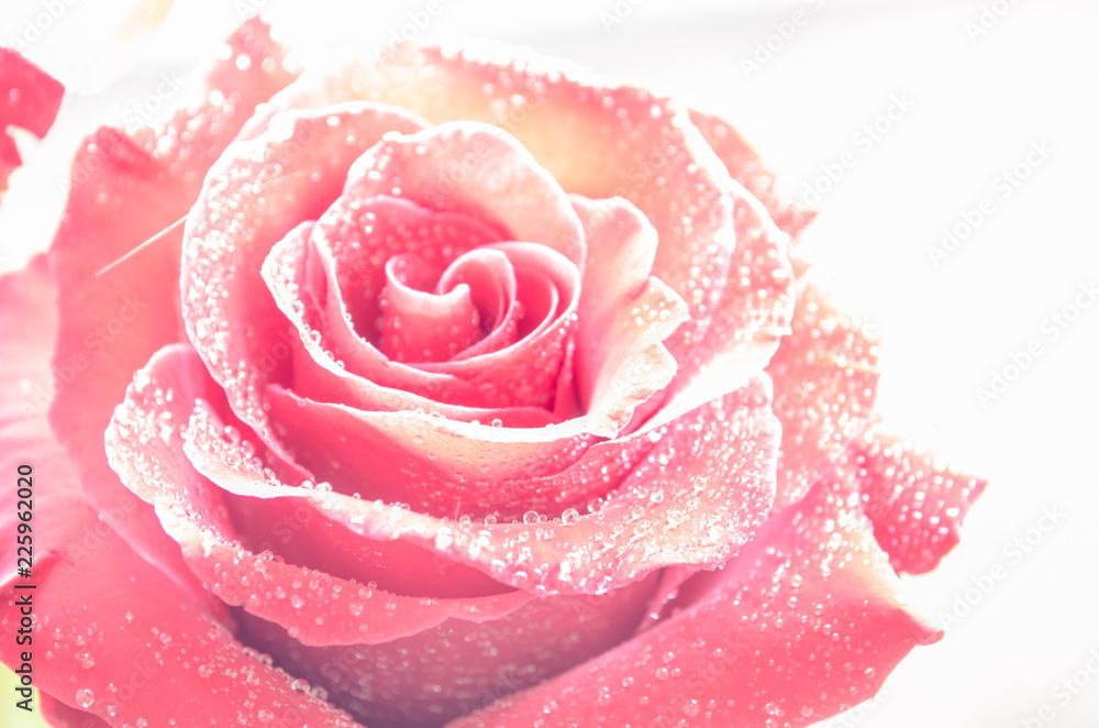 Red rose with drops of dew on ligth background. Red rose with drops of dew on ligth background.