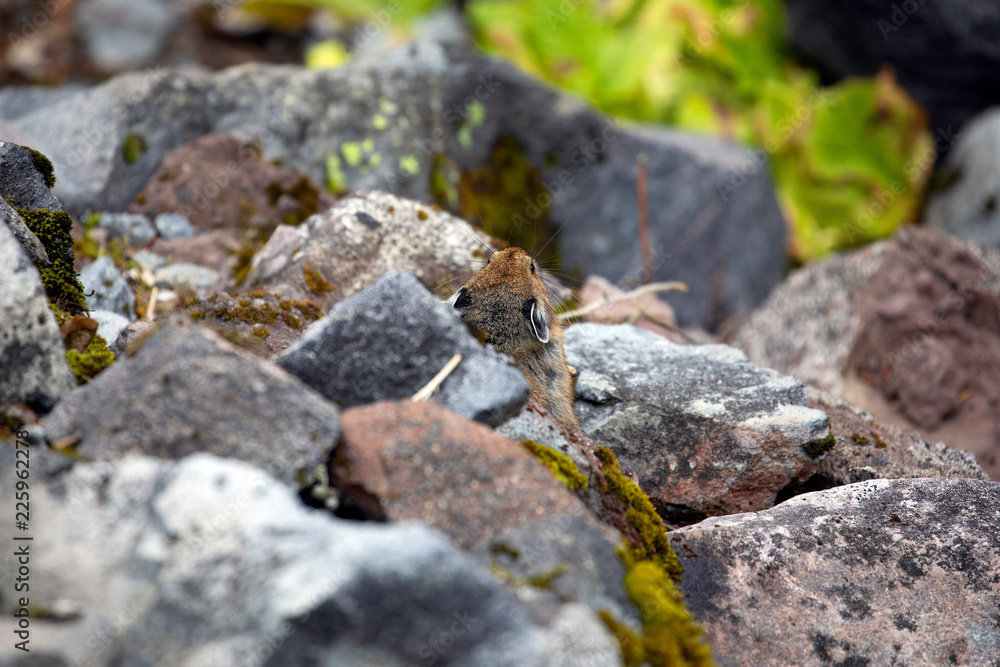 American Pika, Mount Rainier National Park, WA, USA. American Pika, Mount Rainier National Park, WA, USA.