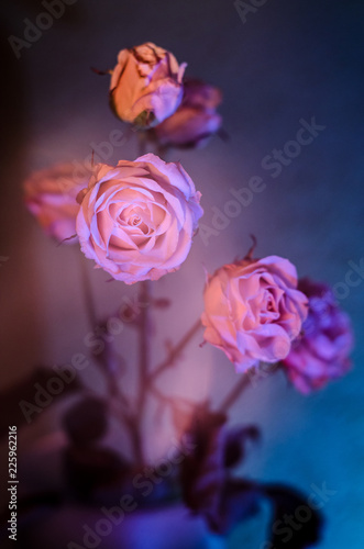 pink rose with a little withering on blue background.