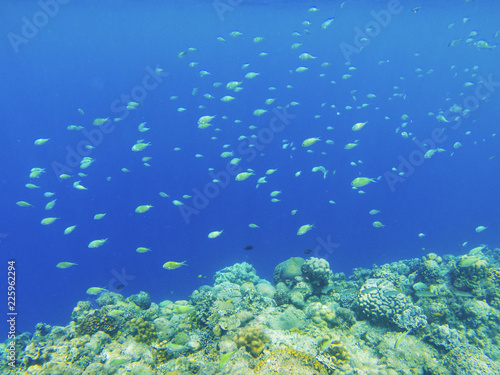 Coral fishes in blue water over coral reef wall. Coral reef underwater photo. Tropical sea shore snorkeling or diving.