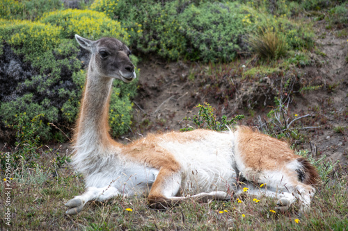 Guanaco en Parque Nacional Torres del Paine