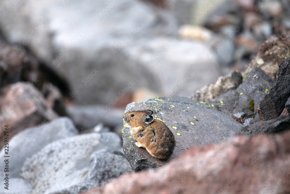 American Pika, Mount Rainier National Park, WA, USA.