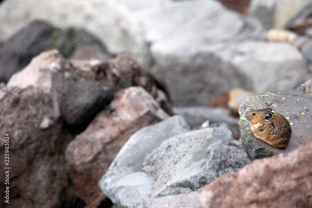 American Pika, Mount Rainier National Park, WA, USA. American Pika, Mount Rainier National Park, WA, USA.