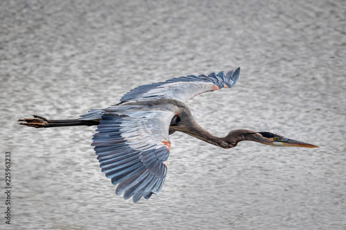 Great blue heron