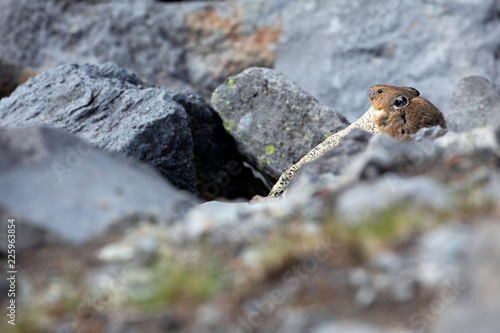 American Pika  Mount Rainier National Park  WA  USA.