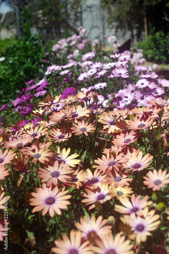 Daisies in Cottage Garden