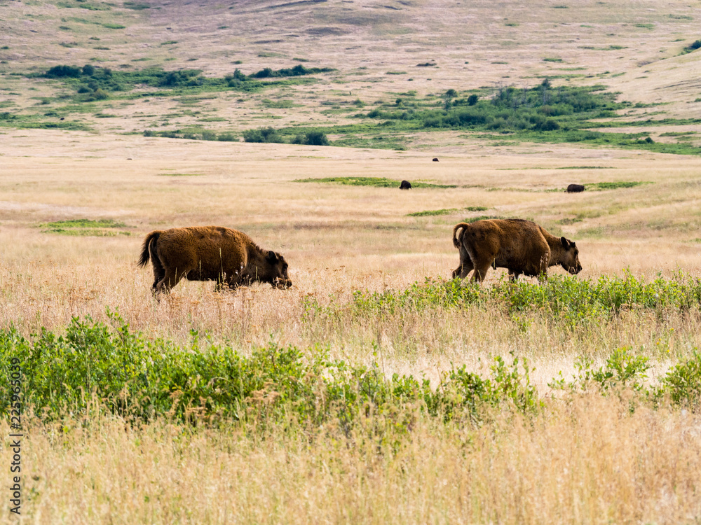 Two young American bisons walking on a meadow in National Bison Range, a wildlife refuge in Montana, USA