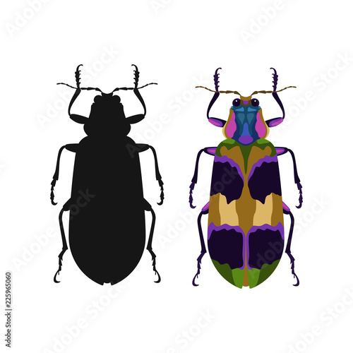  beetle   vector illustration    black silhouette  front side flat