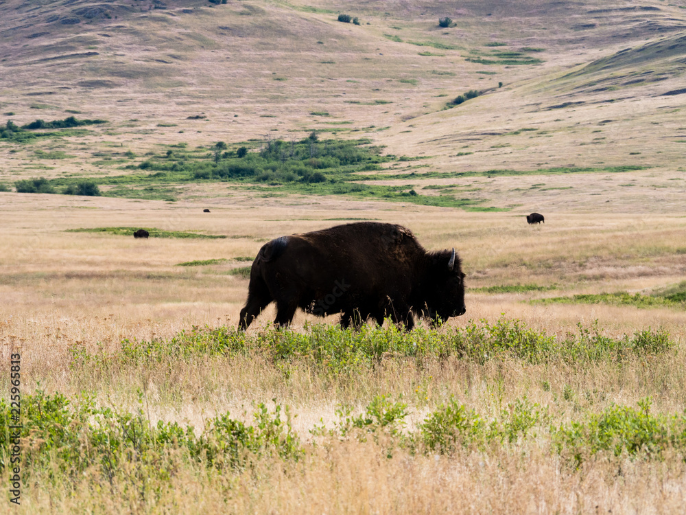 American bison walkinga on a meadow in National Bison Range, a wildlife refuge in Montana, USA American bison walkinga on a meadow in National Bison Range, a wildlife refuge in Montana, USA