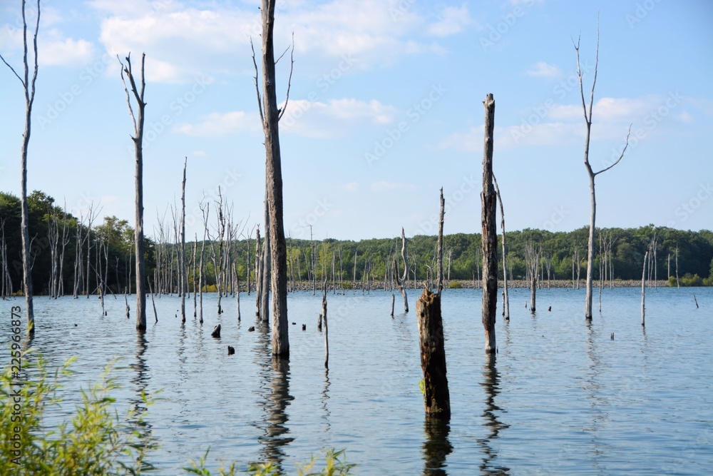 reeds on the lake