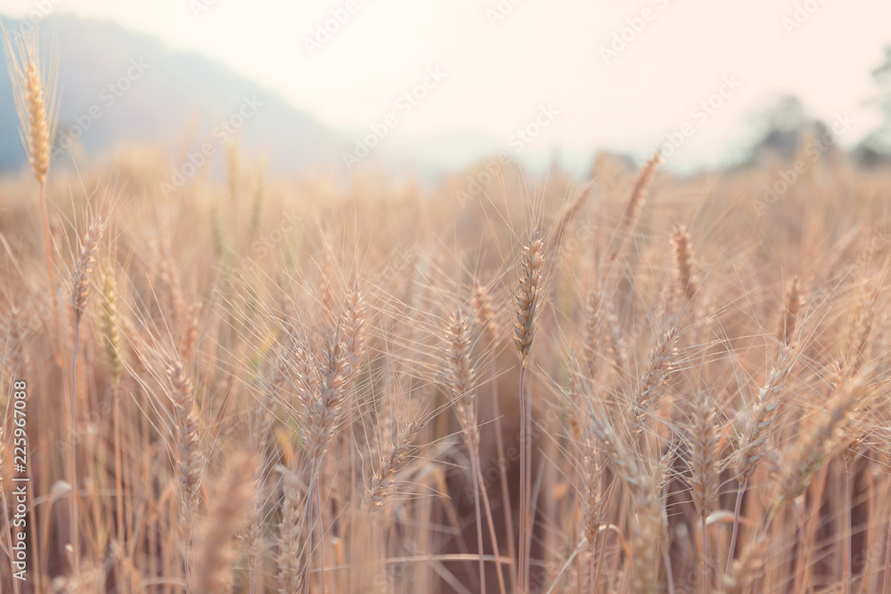 Fototapeta premium Beautiful landscape of Barley field in summer at sunset time, Harvest time yellow rice field in Thailand