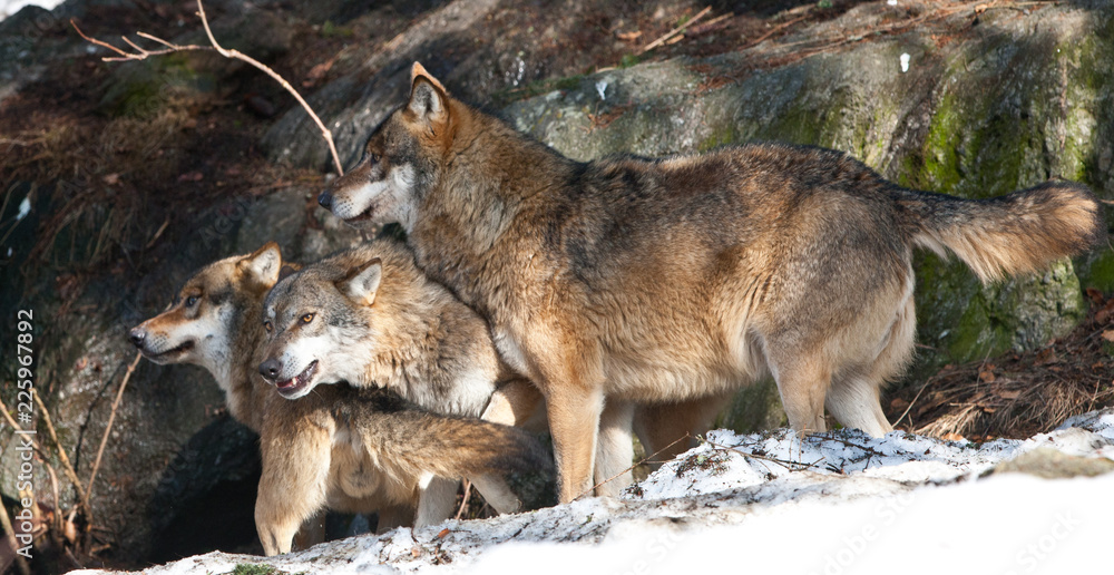 Wolves in the Bavarian Forest National Park, Bavaria, Germany Wolves in the Bavarian Forest National Park, Bavaria, Germany