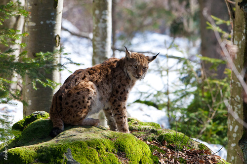 Fototapeta Naklejka Na Ścianę i Meble -  Eurasian Lynx (Lynx Lynx) in the Bavarian Forest National Park (Nationalpark Bayerischer Wald) in Bavaria, Germany. The Lynx was reintroduced to the Bavarian Forest in the 1990s.