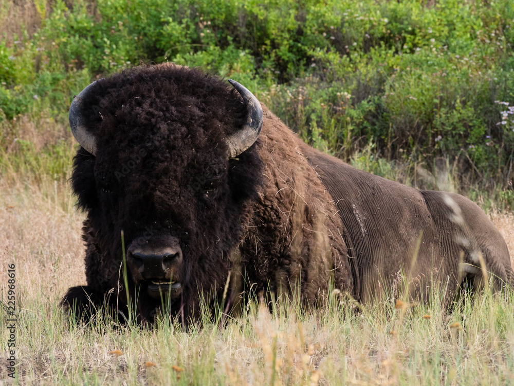 American bison on a meadow in National Bison Range, a wildlife refuge in Montana, USA American bison on a meadow in National Bison Range, a wildlife refuge in Montana, USA