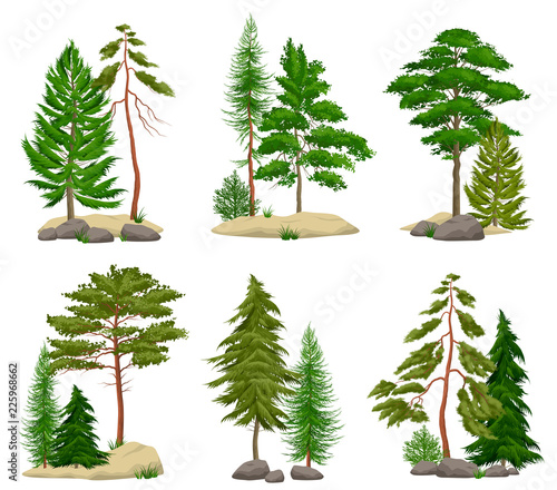 Realistic Pine Forest Elements Set