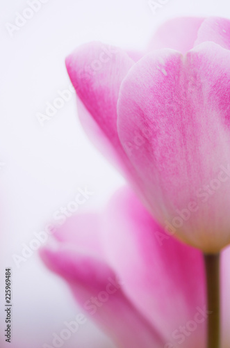 Fototapeta Naklejka Na Ścianę i Meble -  Tulip