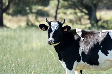 Sierkussen Pistachekleur Koeien in de wei boerderij  © studio v-zwoelf
