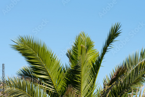 Eine Palme und blauer Himmel im Hintergrund