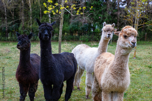 Four alpacas in a farm field are very curious creatures