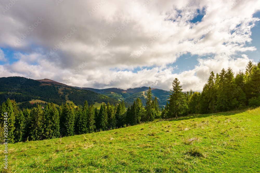 beautiful Carpathian landscape in early autumn. spruce forest on a grassy hill. top of the distant mountain ridge in clouds beautiful Carpathian landscape in early autumn. spruce forest on a grassy hill. top of the distant mountain ridge in clouds