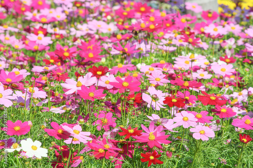 Naklejka premium Multicolored cosmos flower blooming in garden(Mexican Aster ),Natural patterns background